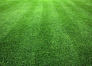 Green Lawn just cut