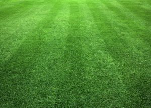 Green lawn